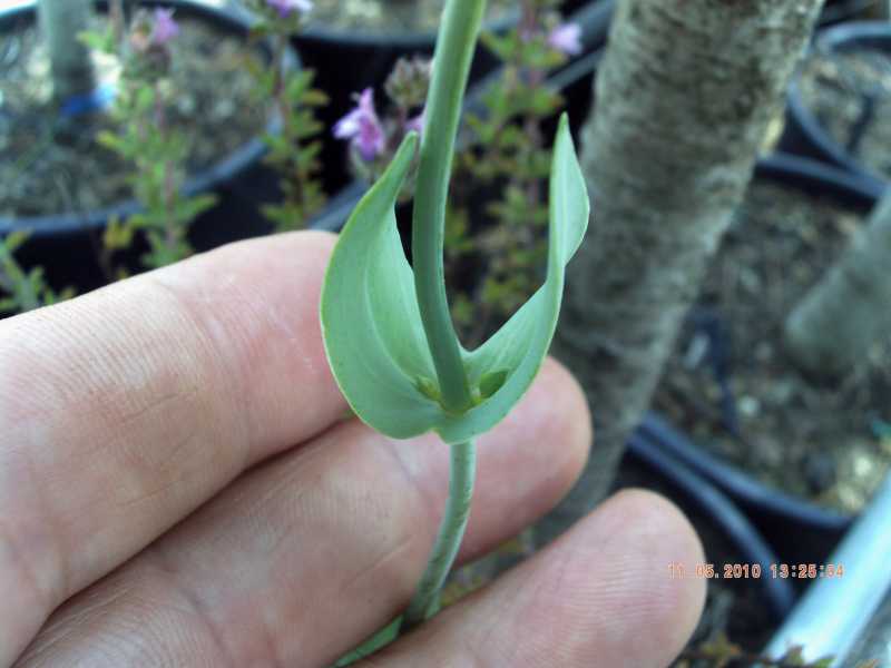 Blackstonia perfoliata